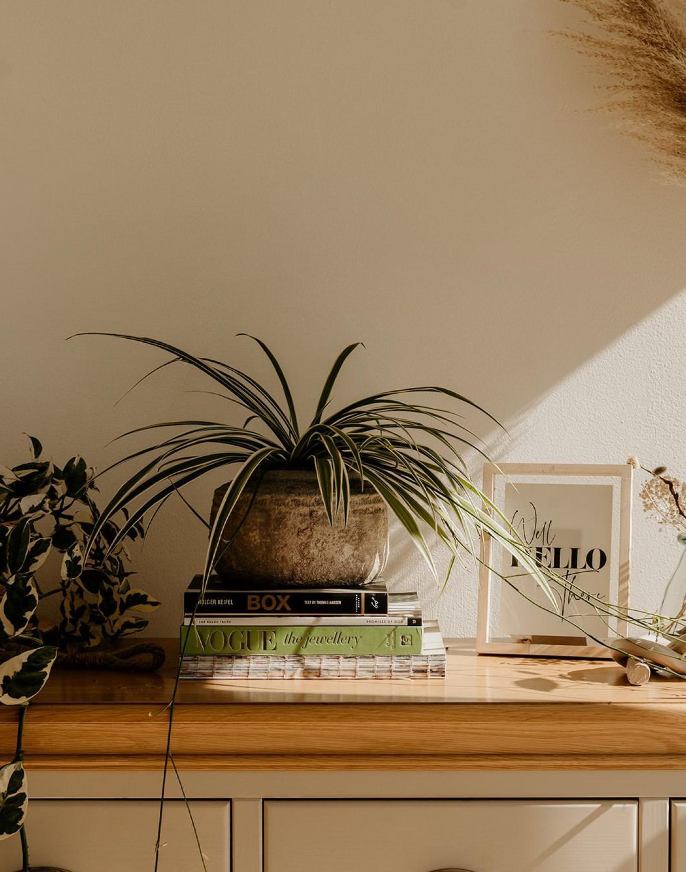 bureau top decorated with potted plants, books and framed pictures